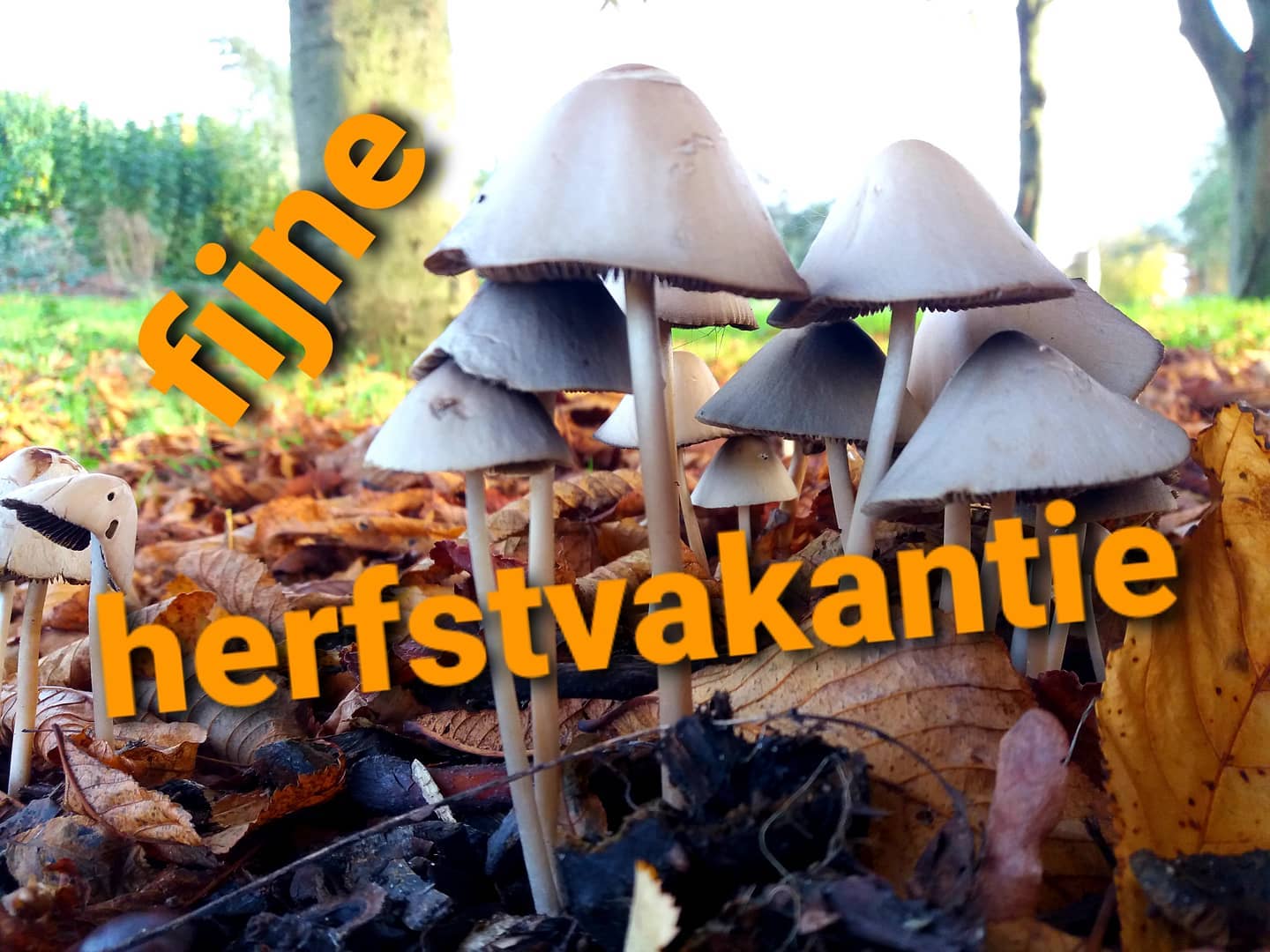 Herfstvakantie 2020